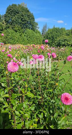 Champ de dahlias pompon et boule en blanc et rose sous un ciel d'été bleu — Concept : Abondance agricole florale, Collection de jardin botanique Banque D'Images