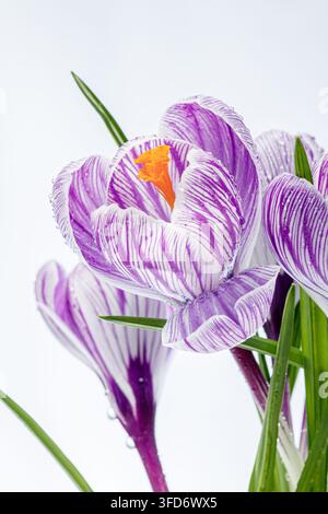 belles fleurs de crocus avec des gouttes de rosée sur un fond blanc en gros plan Banque D'Images