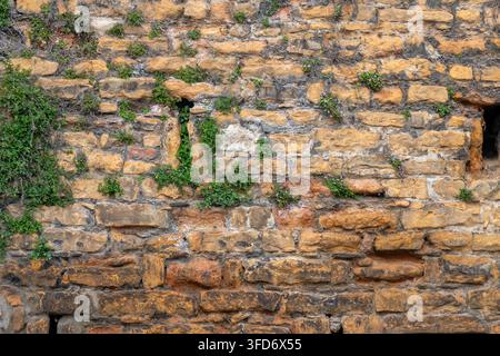 Un vieux mur de pierre texturé montre des signes d'âge avec des vignes vertes et de minuscules fleurs violettes émergeant des crevasses Banque D'Images