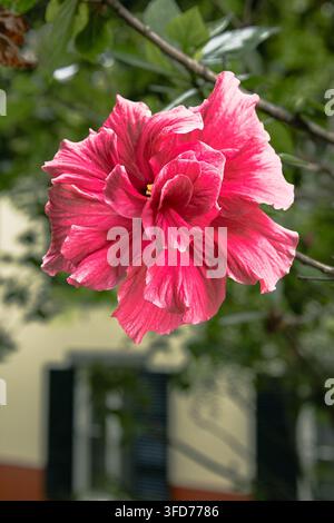 Une photographie en gros plan capturant une superbe fleur d'hibiscus double en pleine floraison, mettant en valeur sa couleur rose profond et ses pétales superposés complexes. La fleur Banque D'Images
