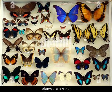 Un cadre de collection organisé présente divers papillons et papillons de nuit tropicaux. Les espèces Morpho et les papillons swallows sont inclus dans cette sélection colorée Banque D'Images
