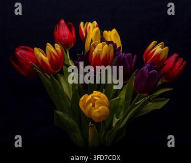 Bouquet coloré de tulipes rouges, jaunes et violettes photographié sur un fond sombre. Banque D'Images