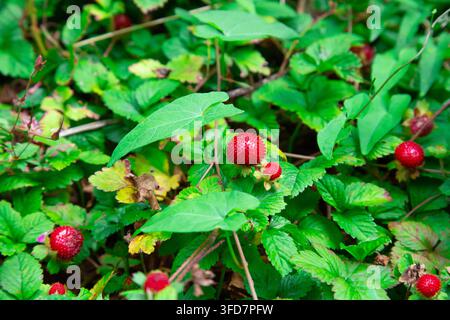 Ce cliché de nature vibrante capture une belle vue rapprochée de plusieurs fruits de fraises sauvages rouge vif poussant près du sol. Les petits Banque D'Images