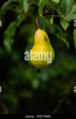 Un poirier sauvage avec des fruits au soleil se portant bien après toute cette sécheresse, North Norfolk, UK Banque D'Images