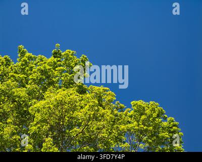 Une canopée d'arbres aux feuilles vert vif s'élève dans un ciel bleu clair et riche avec un espace de copie généreux et une ambiance estivale fraîche Banque D'Images