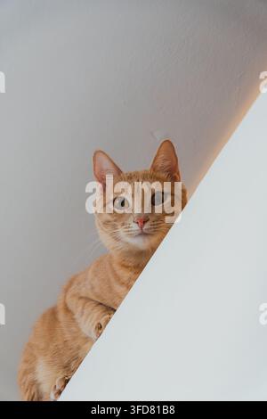 Un chat tigré roux curieux regarde par-dessus une corniche blanche avec les oreilles dressées vers l'avant et de grands yeux ambrés. Banque D'Images