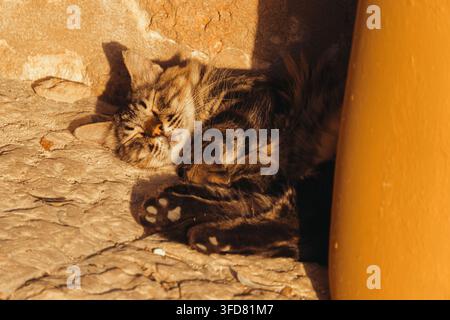 Une vue rapprochée capture le visage détendu et les coussinets étendus d'un chat tigré qui fait la sieste contre un mur de pierre à l'ombre. Banque D'Images