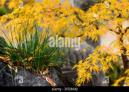 Une vue rapprochée d'un jardin d'automne ou d'un paysage naturel, mettant en valeur une exposition vive de feuilles d'érable jaune doré dans un doux Banque D'Images