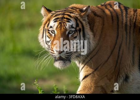 Portrait rapproché d'un tigre de l'Amour regardant l'appareil photo Banque D'Images