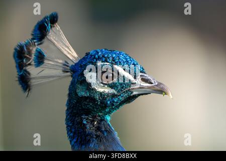 Portrait rapproché d'un paon bleu aux plumes iridescentes vibrantes Banque D'Images