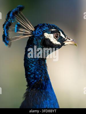 Portrait rapproché élégant d'un paon bleu aux plumes iridescentes vibrantes Banque D'Images