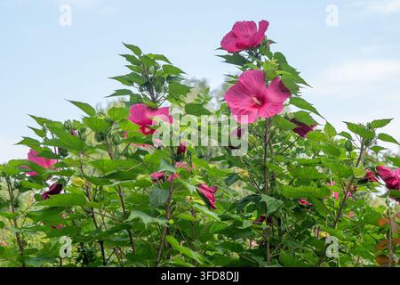Buisson de fleurs d'hibiscus rose cramoisi en floraison sur des tiges avec des feuilles vertes. Croissance dans le jardin Banque D'Images