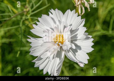 Fleurs de Cosmos blanches avec feuillage vert en arrière-plan floral. Bourgeon de pétale de fleur en éclosion. Banque D'Images