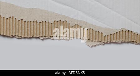 Carton déchiré révélant une texture ondulée brune sur un fond blanc Banque D'Images