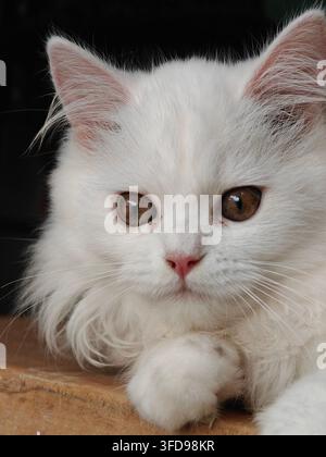 Chaton persan à poils longs blanc pur et duveteux couché en position de pain sur un sol clair avec de grands yeux ronds et sombres et un nez rose regardant directement la caméra Banque D'Images