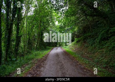 La route tranquille du Camino del Norte serpente sous une canopée forestière dense et verte entre Mondoñedo et Abadín. Banque D'Images