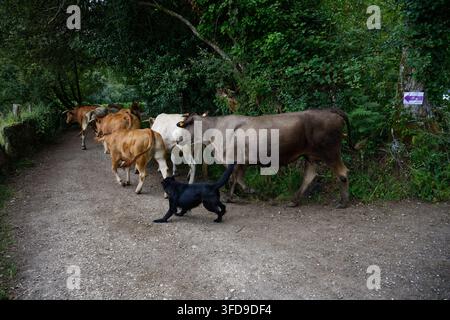 Des bovins et un chien de berger se déplacent le long du Camino del Norte entre Abadín et Vilalba dans la campagne galicienne. Banque D'Images