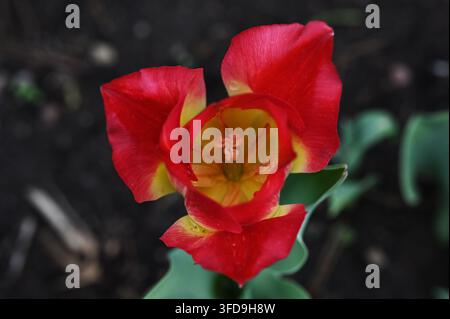 Photographie en gros plan de style macro d'une tulipe rouge et jaune éclatante en fleur, avec ses pétales délicats et ses structures reproductives centrales nettement détaillées Banque D'Images