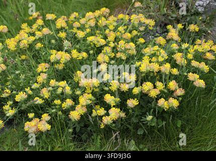 Gaillet des vignes commun, Gaillet des vignes ou Anthyllis vulneraria subsp. corbierei, Fabacées. Sud-Ouest du Pays de Galles, Royaume-Uni. Gaillet des vignes (Anthyllis vulnera Banque D'Images