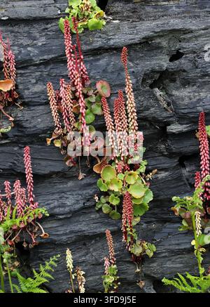 Pennywort mural, Navelwort, Hipwort ou Penny-pies, Umbilicus rupestris, Crassulaceae. Sud-Ouest du Pays de Galles, Royaume-Uni. Pennywort mural (Umbilicus rupestris), aussi Banque D'Images