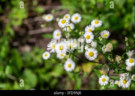 Fleurs de marguerite de la flamme blanche épanouissant parmi un feuillage vert Banque D'Images