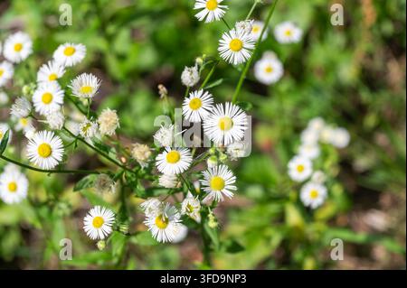 Fleurs de fleban blanc épanouies parmi un feuillage vert dans la nature Banque D'Images