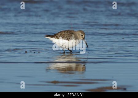 Oiseau Dunlin marchant sur une plage de sable pendant le plumage hivernal, Calidris alpina cherchant de la nourriture dans l'eau peu profonde du bord de mer Banque D'Images