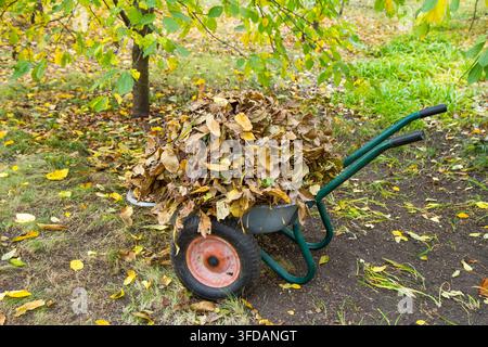 Brouette de jardin avec des feuilles d'automne jaunes. Un tas de feuilles tombées dans une brouette. Banque D'Images