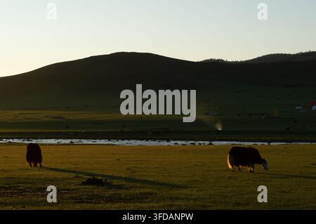 Vallée de l’Orkhon, Mongolie – 5 août 2026 : des yaks paissent au lever du soleil près d’un camp nomade dans la vallée. Banque D'Images