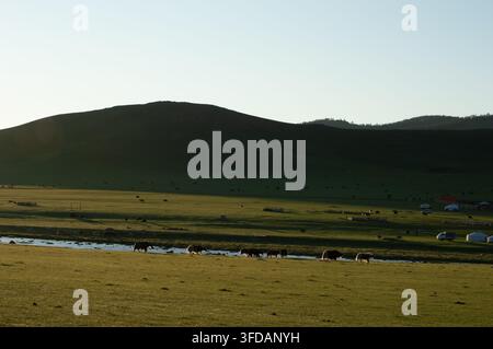 Vallée de l’Orkhon, Mongolie – 5 août 2026 : La lumière du matin tombe sur un camp de gers avec du bétail en pâturage. Banque D'Images
