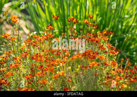 Soucis en fleurs dans un champ avec des fleurs rouges et orange fond floral Banque D'Images
