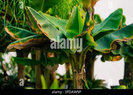 Banier démontrant ses grandes feuilles vertes avec des bords bruns secs prononcés, illustrant le vieillissement naturel et la croissance robuste des plantes tropicales dans un environnement de jardin Banque D'Images