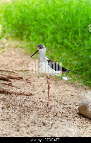 Oiseau à héron aux ailes noires debout sur une patte dans un habitat naturel en plein air Banque D'Images