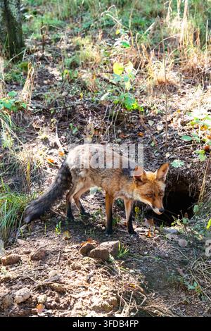 Renard roux vulpes vulpes debout en alerte à l'extérieur d'un terrier dans un habitat forestier sauvage Banque D'Images