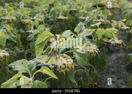 Les tournesols pendent à travers un champ en fin de saison, les têtes de graines brunes et sèches alors que les plantes se fanent après la récolte, évoquant le déclin rural, le changement saisonnier et Banque D'Images