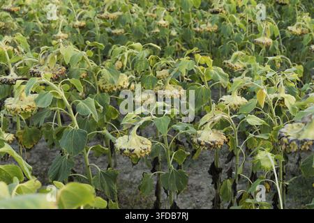 Tournesols séchés à travers un vaste champ en fin d'été, têtes et tiges brunies fanées signalant la fin des saisons, la maturation des graines et la récolte imminente en zone rurale Banque D'Images