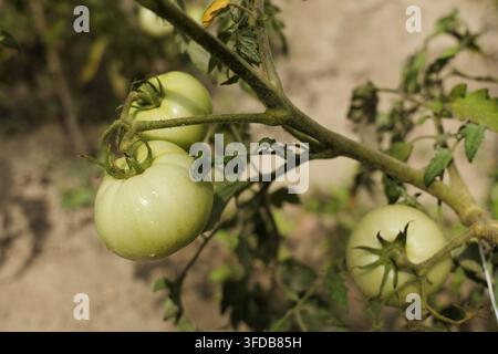 Des tomates vertes non mûres pendent à une branche, recouvertes de petites gouttes d'eau, indiquant la fraîcheur et la croissance naturelle dans un jardin domestique ou une culture agricole Banque D'Images