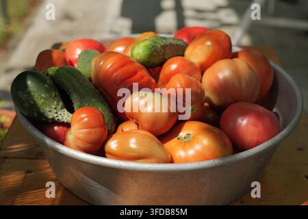 Tomates et concombres biologiques fraîchement cueillis remplissant un bol en métal, mettant en valeur une récolte abondante de légumes sains sous la lumière naturelle du soleil Banque D'Images