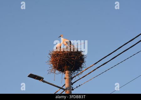Deux cigognes blanches (Ciconia ciconia) sur un grand nid construit sur un poteau électrique en République tchèque Banque D'Images