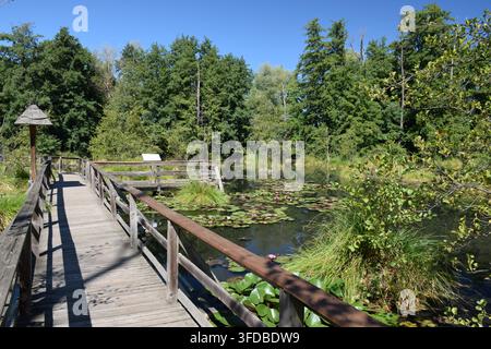 Promenade en bois à côté de nénuphars au sentier naturel Fényes à Tata, Hongrie... Banque D'Images
