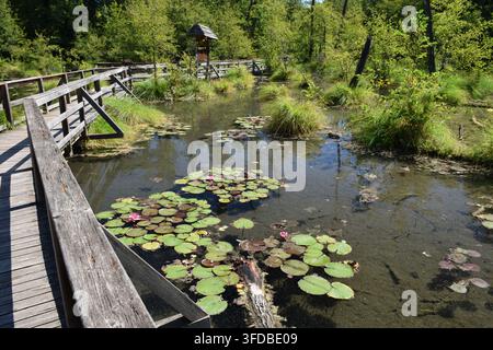 Promenade et nénuphars au sentier naturel Fényes à Tata, Hongrie... Banque D'Images