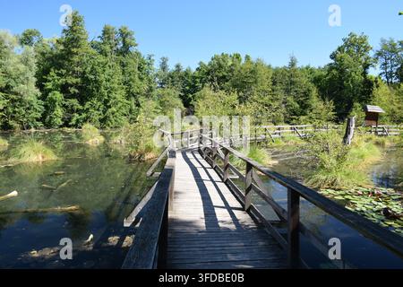 Promenade en bois sur les zones humides du sentier naturel Fényes à Tata, Hongrie... Banque D'Images
