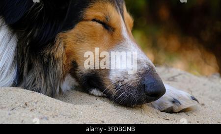 Un grand chien tricolore dormant paisiblement sur du sable en plein air. Banque D'Images