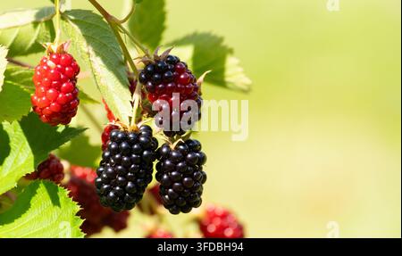 Grossissement d'une grappe de mûres montrant des baies sombres mûres à côté de fruits rouges vifs immatures et de feuilles vertes en plein air. Banque D'Images