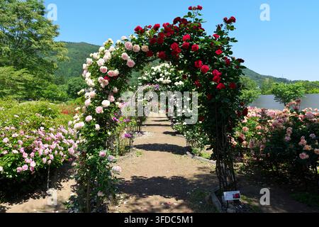 Un magnifique tunnel en arche couvert de roses rouge, rose et blanc éclatantes en pleine floraison dans un magnifique jardin botanique pendant la saison estivale. Banque D'Images
