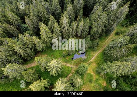 Vue aérienne époustouflante par drone d'un petit lac immaculé caché dans une vieille forêt d'épicéas magique avec un tapis d'herbe d'un vert vibrant, Slovénie. Banque D'Images