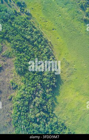 Une zone humide d'un vert éclatant et un bord de forêt dense créent une limite naturelle frappante. Cette perspective verticale met en lumière la biodiversité, la santé des écosystèmes et la conservation de l'environnement. Banque D'Images