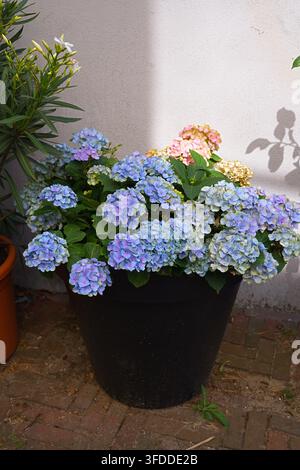 Une scène de terrasse extérieure sereine mettant en vedette des fleurs d'hortensia Forever and Ever 'Blue' en pot, sur un pavé de briques et un mur en béton. Banque D'Images