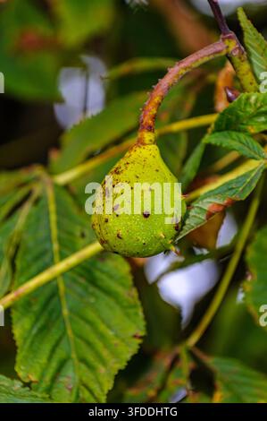 Macro rapprochée du fruit de marron vert sur une branche avec des feuilles à Coesfeld, Allemagne Banque D'Images