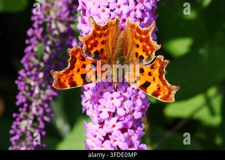 Papillon à la comète au repos Polygonia c-album Banque D'Images